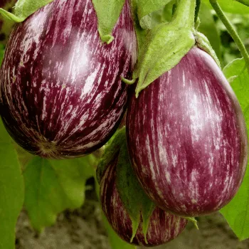 Natural Brinjal 